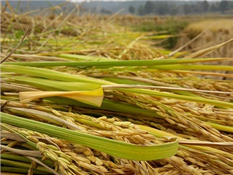 湖南省農業廳辦公室關（guān）於啟用種子生產經營許可信（xìn）息管理係統的通知