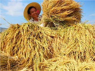 農業部發布（bù）《農業植（zhí）物品種命名規定》