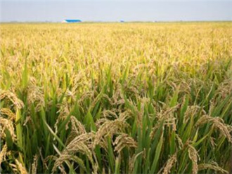 優（yōu）質稻首次田間拍賣 企業加價搶購