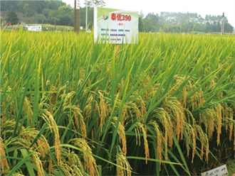 泰優390再生稻栽培技術明（míng）白紙