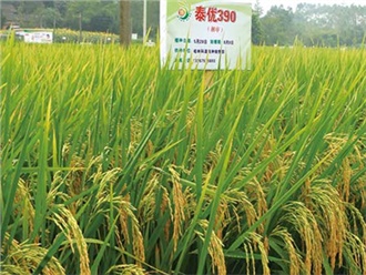 全國首次稻穀田間（jiān）競拍汨羅落槌 每50公斤“泰優390”稻（dào）穀以135元起拍（pāi）