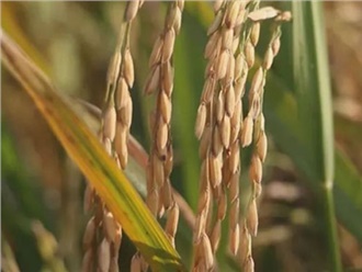 湖（hú）南汨羅舉行稻穀田間拍賣活動（dòng）