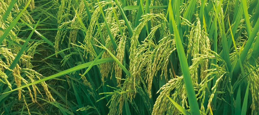 創兩（liǎng）優3206