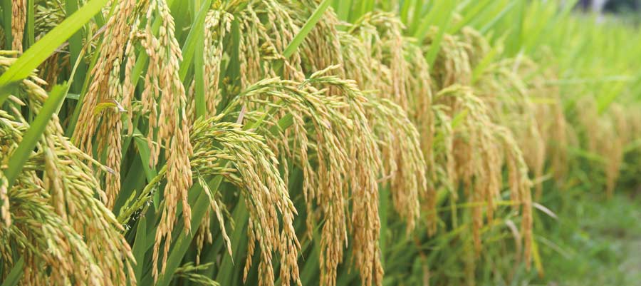 粵油（yóu）絲苗