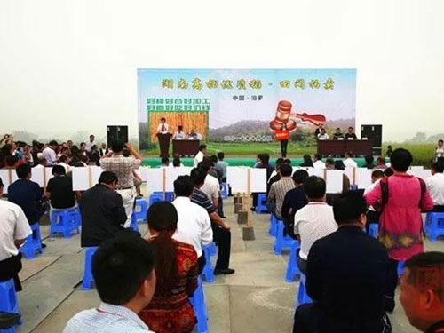 【頭條（tiáo）】汨羅（luó）四千畝優質稻未收割先拍賣 最高成交價格高於市場價40%