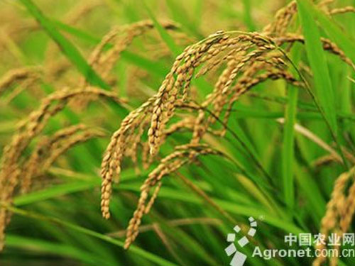 全國(guó)稻穀田(tián)間(jiān)第一拍高價成交 全國稻穀田間第一拍高價成交(jiāo)